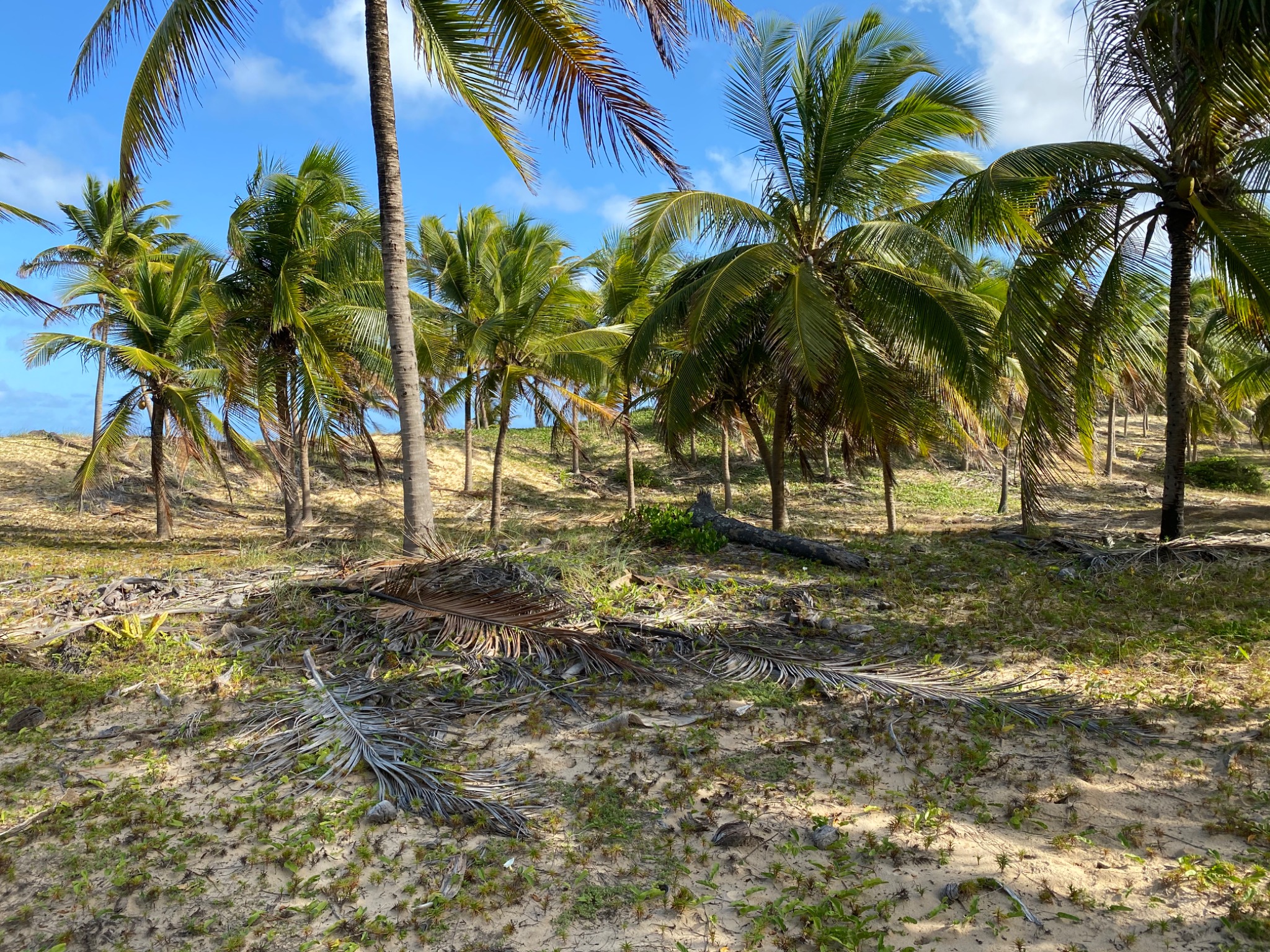 Coconut grove — the actual development site